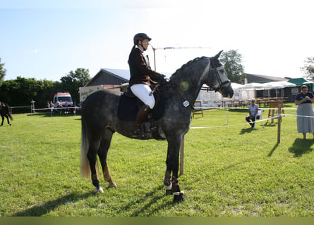 Cheval de sport hongrois, Hongre, 6 Ans, 160 cm, Gris