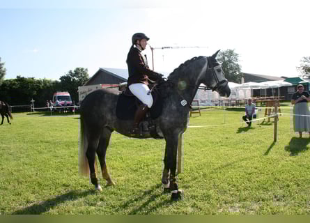 Cheval de sport hongrois, Hongre, 6 Ans, 160 cm, Gris