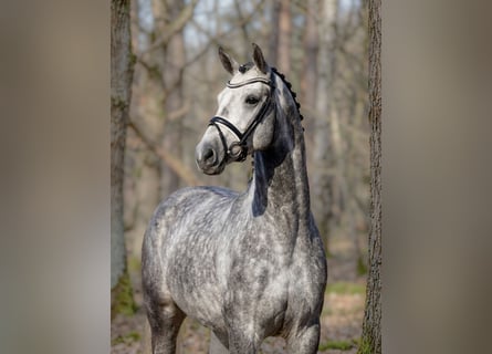 Cheval de sport hongrois, Hongre, 6 Ans, 165 cm, Gris