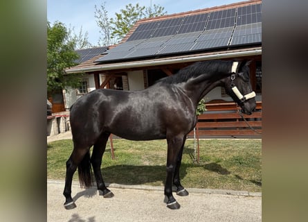 Cheval de sport hongrois, Hongre, 6 Ans, 165 cm, Noir
