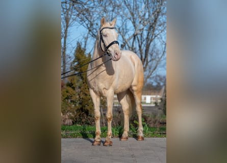 Cheval de sport hongrois, Hongre, 7 Ans, 150 cm