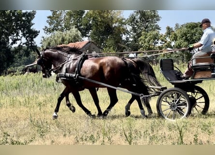 Cheval de sport hongrois Croisé, Hongre, 7 Ans, 164 cm, Bai cerise