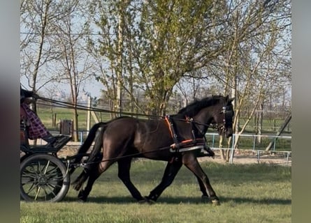 Cheval de sport hongrois, Hongre, 7 Ans, 165 cm, Noir