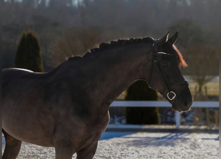 Cheval de sport hongrois, Hongre, 7 Ans, 169 cm, Noir