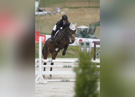 Cheval de sport hongrois, Hongre, 7 Ans, 176 cm, Bai brun