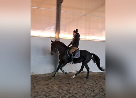 Cheval de sport hongrois, Hongre, 8 Ans, 160 cm, Bai brun