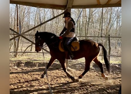 Cheval de sport hongrois Croisé, Hongre, 8 Ans, 163 cm, Bai brun