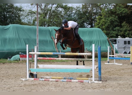 Cheval de sport hongrois, Hongre, 8 Ans, 163 cm, Bai cerise