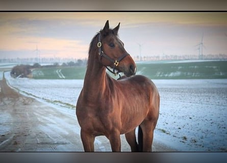 Cheval de sport hongrois, Hongre, 9 Ans, 164 cm, Bai