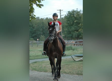 Cheval de sport hongrois Croisé, Hongre, 9 Ans, 165 cm, Gris noir