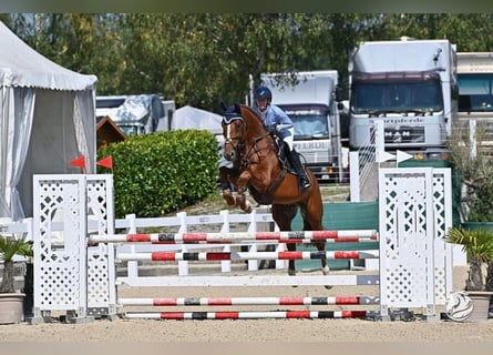 Cheval de sport hongrois, Hongre, 9 Ans, 170 cm, Alezan