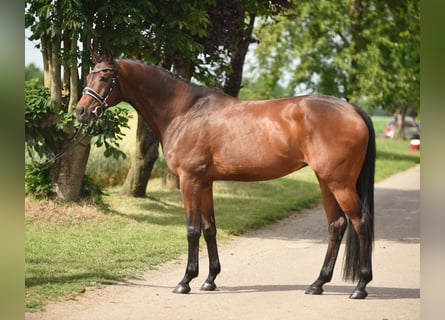 Cheval de sport hongrois, Jument, 12 Ans, 165 cm, Bai