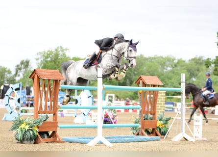 Cheval de sport hongrois, Jument, 12 Ans, Gris