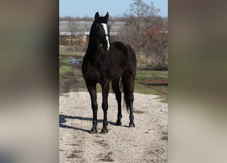 Cheval de sport hongrois, Jument, 14 Ans, 165 cm, Bai brun