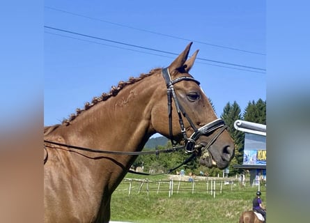 Cheval de sport hongrois, Jument, 17 Ans, 164 cm, Alezan