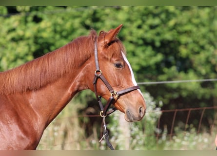 Cheval de sport hongrois, Jument, 2 Ans, 130 cm, Alezan brûlé