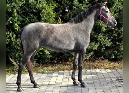 Cheval de sport hongrois Croisé, Jument, 4 Ans, 155 cm, Gris