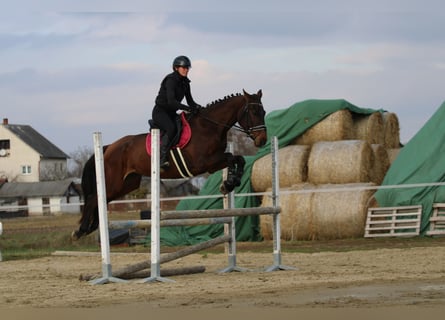 Cheval de sport hongrois, Jument, 4 Ans, 170 cm, Bai brun