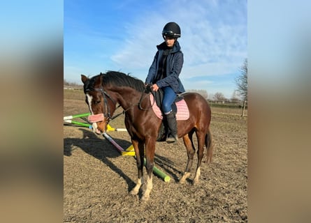 Cheval de sport hongrois Croisé, Jument, 4 Ans, Bai brun