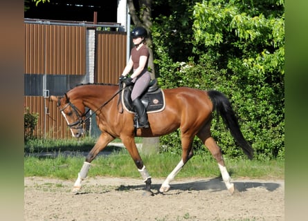 Cheval de sport hongrois, Jument, 5 Ans, 170 cm, Bai