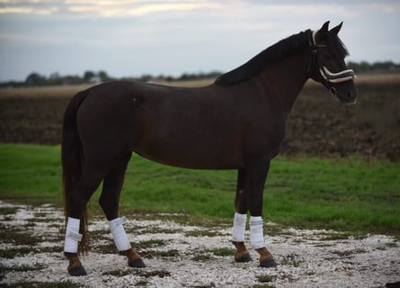 Cheval de sport hongrois, Jument, 6 Ans, 145 cm, Alezan