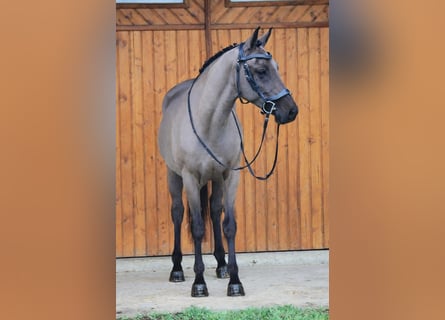 Cheval de sport hongrois, Jument, 6 Ans, 155 cm, Bai brun
