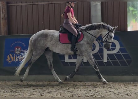 Cheval de sport hongrois, Jument, 6 Ans, 162 cm, Gris