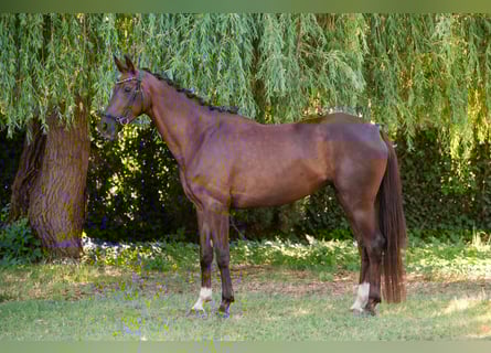 Cheval de sport hongrois, Jument, 6 Ans, 167 cm, Alezan brûlé