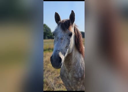 Cheval de sport hongrois, Jument, 7 Ans, 147 cm, Gris moucheté