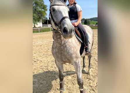 Cheval de sport hongrois, Jument, 7 Ans, 160 cm, Gris