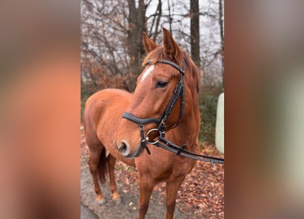 Cheval de sport hongrois, Jument, 8 Ans, 148 cm, Alezan