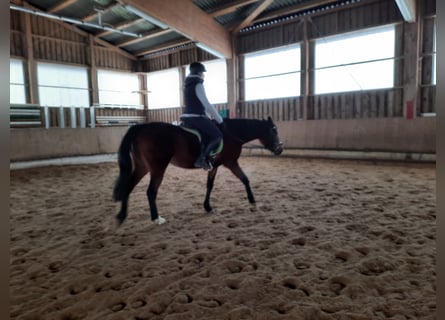 Cheval de sport hongrois, Jument, 8 Ans, 153 cm, Bai brun