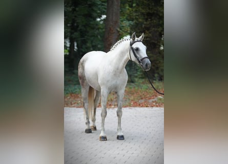 Cheval de sport hongrois, Jument, 8 Ans, 153 cm, Gris