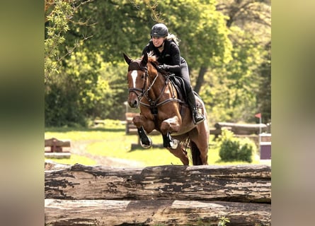 Cheval de sport hongrois, Jument, 8 Ans, 168 cm, Alezan