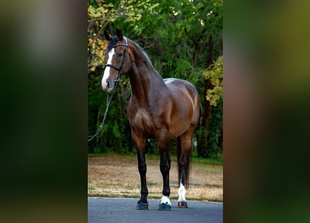 Cheval de sport hongrois, Jument, 8 Ans, 168 cm, Bai