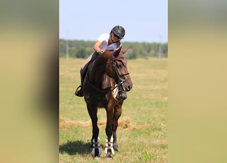 Cheval de sport hongrois, Jument, 9 Ans, 164 cm, Bai brun