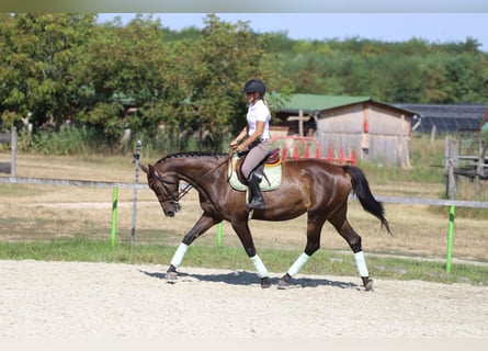 Cheval de sport hongrois, Jument, 9 Ans, 164 cm, Bai brun