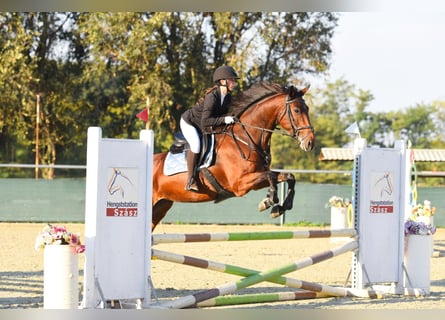 Cheval de sport hongrois, Jument, 9 Ans, 174 cm, Bai clair