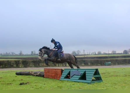 Cheval de sport irlandais, Étalon, 4 Ans, 152 cm, Peut devenir gris