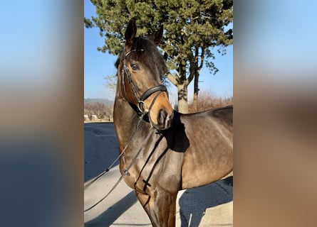 Cheval de sport irlandais, Étalon, 6 Ans, 163 cm, Noir