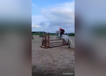 Cheval de sport irlandais, Hongre, 10 Ans, 147 cm, Gris