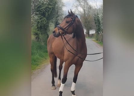 Cheval de sport irlandais, Hongre, 10 Ans, 165 cm, Bai