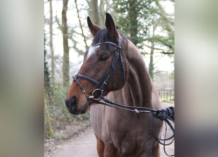 Cheval de sport irlandais, Hongre, 10 Ans, 170 cm, Bai brun foncé