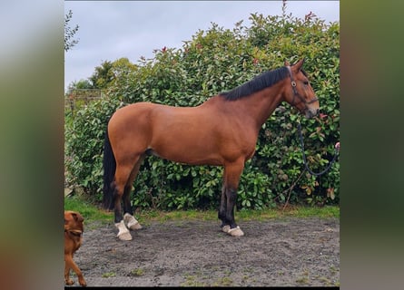 Cheval de sport irlandais, Hongre, 10 Ans, Bai cerise