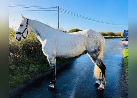 Cheval de sport irlandais, Hongre, 12 Ans, 160 cm, Gris