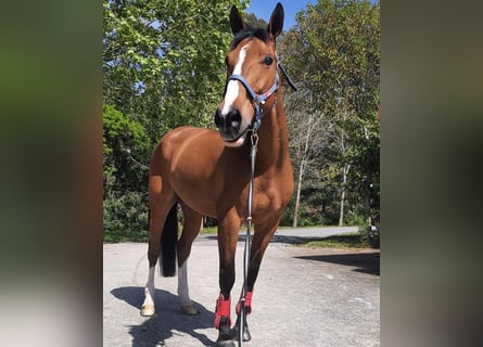Cheval de sport irlandais, Hongre, 16 Ans, 165 cm, Bai