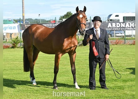 Cheval de sport irlandais, Hongre, 2 Ans, 163 cm, Bai