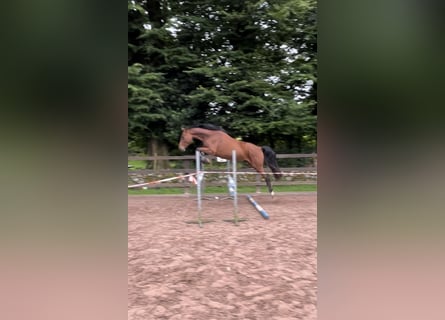 Cheval de sport irlandais, Hongre, 3 Ans, 162 cm, Bai cerise