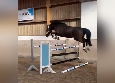 Cheval de sport irlandais, Hongre, 3 Ans, 166 cm, Bai