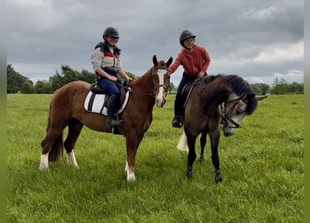 Cheval de sport irlandais, Hongre, 4 Ans, 148 cm, Alezan brûlé